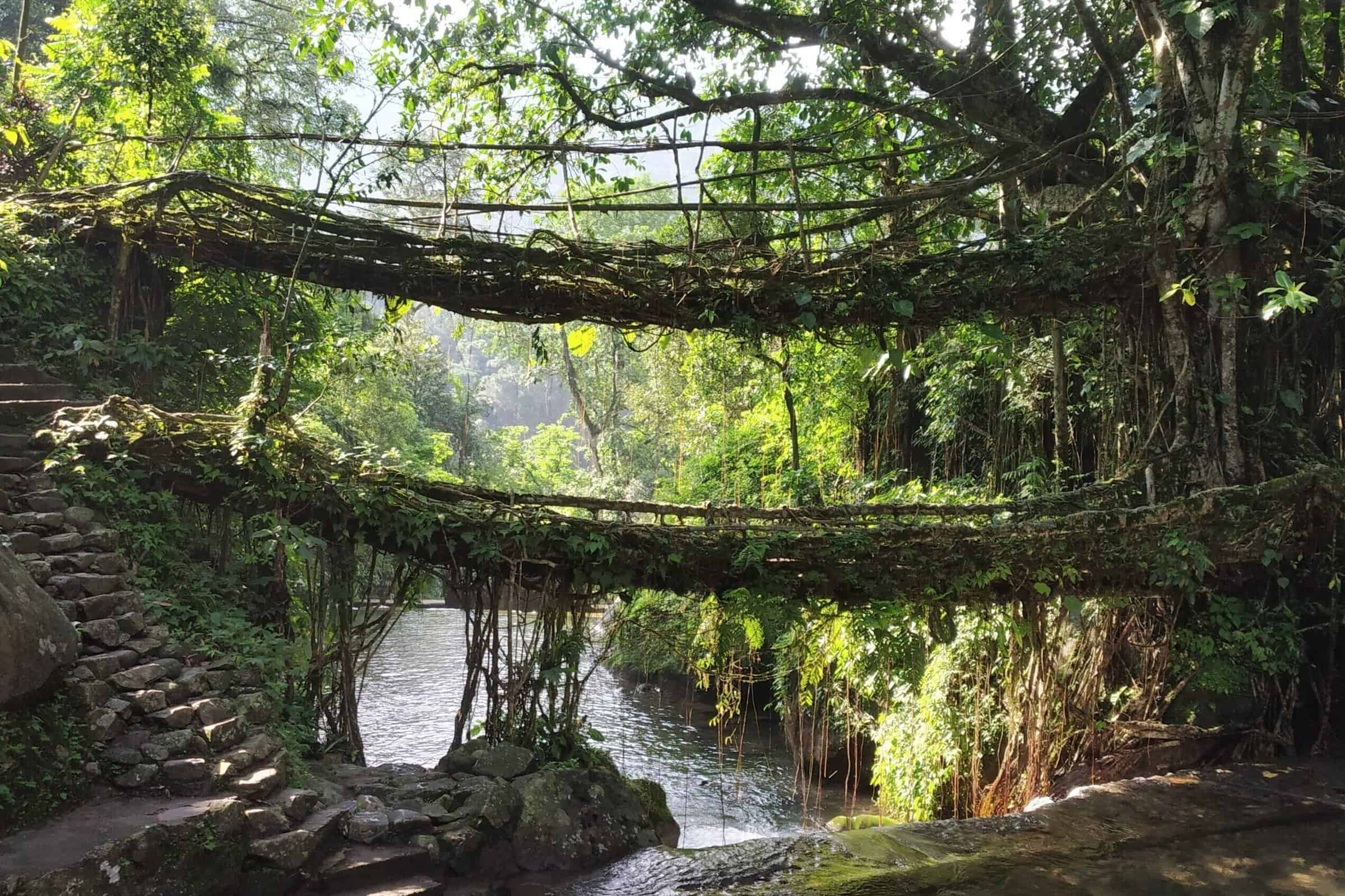 Double Decker Living root Bridge of Meghalaya.